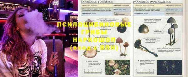сатива Алексин