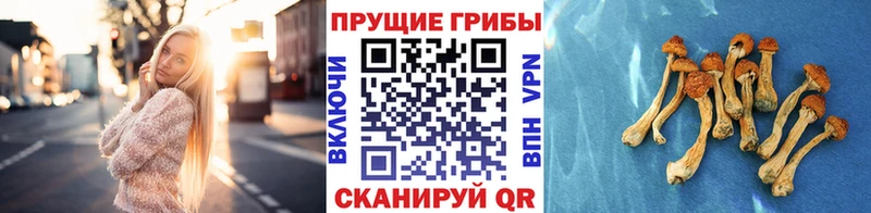 kraken как зайти Сосновка Псилоцибиновые грибы прущие грибы